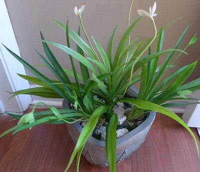 3 Piezas Plantas Artificiales Flor Orquídea Plástico Hierba Hogar Jardín Decoración Foto 1 de 3