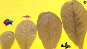200 gramos de hojas de almendra de mar a elección y envío gratuito - Catappa Leaves - Imagen 1 de 1