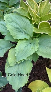 Hosta ‘ Cold Heart ’ Plantain Lily Plant Shipping Spring 2025 - Picture 1 of 2