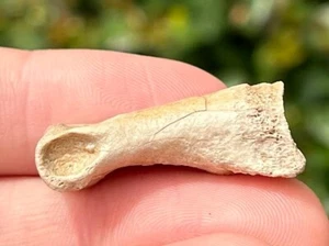 RARO fossile Alioramus Tyrannosaur punta dinosauro formazione Djadokhta Mongolia - Foto 1 di 13
