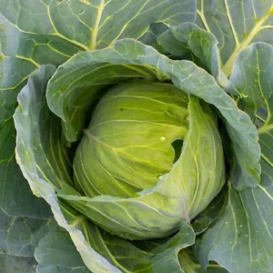 1/4 Lb Golden Acre Cabbage Seeds - Everwilde Farms Mylar Seed Packet - Picture 1 of 2