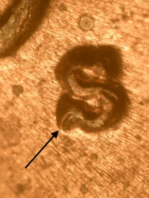 1940-S RPM#6 S/S West Lincoln Wheat Penny Cent~ BU Uncirculated Red Brown - Image 1 of 3