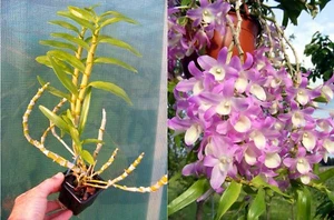 Dendrobium Hamana Lake, orchidée, Orchid, - Imagen 1 de 1