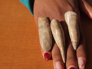 Set of 3 Polished Theropod Dinosaur Fossil Teeth 100 Million Years Old - Picture 1 of 1