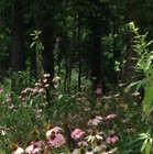 Grass Seed & Wild Flower.  SHADED AREAS MIXTURE.  1kg