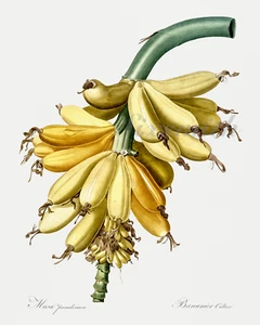 HAND OF BANANAS Antique Illustration Giclee 8x10 Botanical Print - Picture 1 of 1
