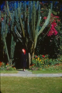 12 bordi rossi Kodachrome 35mm diapositive carine donne giardini cactus fiori anni '50 - Foto 1 di 12