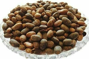 Jamalgota/Croton Tiglium/Jayaphala/Jamalghota Whole Seeds , 100% Indian Herbs - Picture 1 of 3