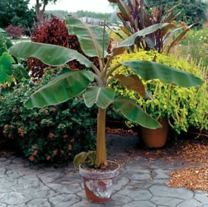 Dwarf Cavendish Banana Tree - Musa - LIVE PLANT - Picture 1 of 12