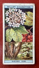 (A79) WILLS’s “FLOWERING TREES & SHRUBS” Card No 22