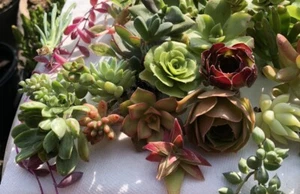 40 Cutting Mix Succulents 4-8” - Picture 1 of 11