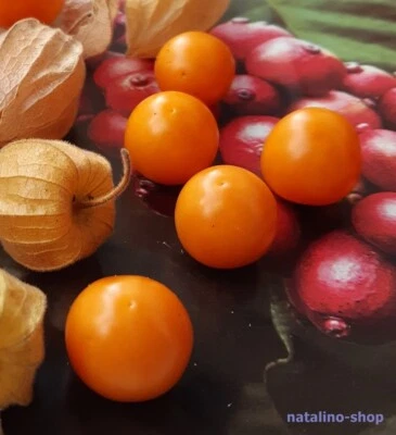 Erdbeerphysalis 20+ Samen Physalis pibescens *Земляничный (барбадосский) физалис - Bild 1 von 2