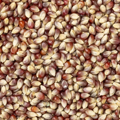 Amish Country Popcorn - Purple Popcorn - Image 1 of 2