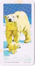Brooke Bond Red Rose Tea Card #24 Polar Bear Animals & Their Young