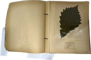 60 Page Antique Herbarium Botanical Pressed Leaves Plant specimen scrapbook - Picture 1 of 13