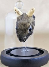 U17b Taxidermy Baby Jackalope Bunny Rabbit Head Mount curiosities oddities dsply
