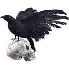 Halloween Simulation Crow Schwarz Spread Feder Crow Requisiten