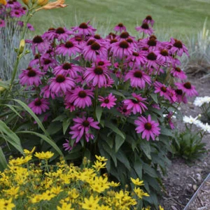 50 Bright Purple Coneflower Seeds Echinacea Flower Perennial Seed 40 US SELLER - Picture 1 of 12