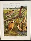 Birds of New York, New York State Museum, imprimé Elon Howard Eaton 1910, plaque 23