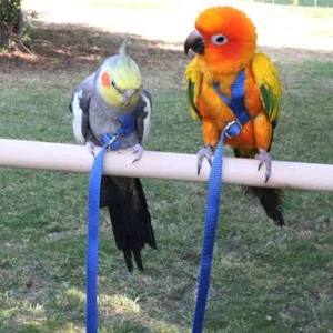 Parrot Bird Harness Adjustable Anti-Bite Training Rope Outdoor Flying Traction - Picture 1 of 12