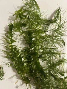 Anacharis Elodea- Beautiful Freshwater Live Plant Bundle, Lot Of 5 bunches. - Picture 1 of 2