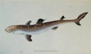 Antiker Fisch Druck HUND FISCH gepflückter Hai Original Donovan Vintage Gravur 1808 - Bild 1 von 2