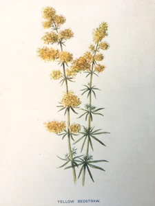 Yellow Bedstraw Antique Print 1902 – F.E. Hulme Botanical Wildflower Art - Picture 1 of 11
