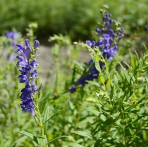 Skullcap 10 seeds MEDICINAL herb garden HERBAL REMEDY TEA Easy Grow Perennial - Picture 1 of 3