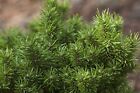 Banks-Kiefer Pinus banksiana 3xv mB 80-100 Winterhart Nadelgehölz