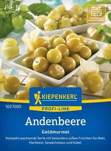 Baya de los Andes Goldmurmel variedad de crecimiento compacto cubo cama invernadero semillas - Imagen 1 de 2