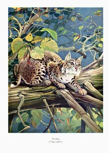 1957 Vintage Print Game Hunting Bobcat Cat Sport Nature Mountain Wild - Picture 1 of 2