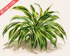Spider Plant with arching leaves Watercolor 8x10 Print - Picture 1 of 1