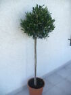 Echter Olivenbaum Styl deco, Olea europea, 110/120 cm 55-60 Stamm gerade 