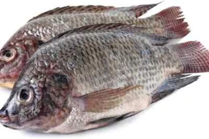 Fresh Black Tilapia - Picture 1 of 1
