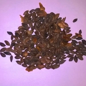 Lijang Spruce, Picea Likiangensis Conifer Tree Seeds. - Picture 1 of 2