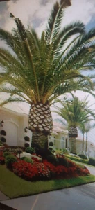 Jerusalem palm Tree Seed 12 + SEEDS - Picture 1 of 4