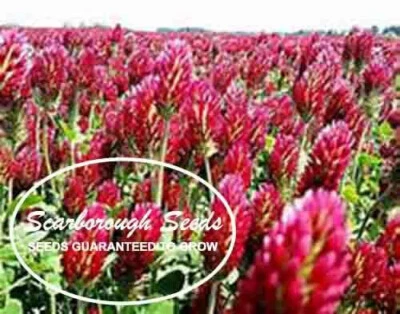 SEMILLAS DE SCARBOROUGH Trébol Carmesí Orgánico 500 Semillas No OGM Perenial Foto 1 de 4