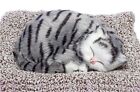 Sleeping Cute Cat for Car Dashboard & Home Decor with Activated Carbon Showpiece