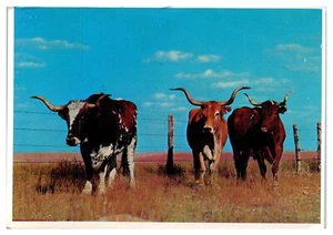 Famosa postal de Texas Longhorns - Imagen 1 de 2