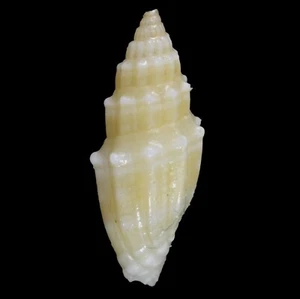 VEXILLUM TURRIGER (Isla Actan, Filipinas) 8,4 mm #28137 - Imagen 1 de 3