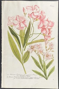 Weinmann - Adelfa. Grabado mezzotint 755-1737 - Imagen 1 de 1