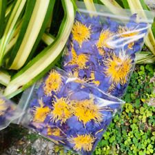 Blue Lotus Flower (Nymphaea Caerulea) Premium Dried Organic Flowers Egyptian Tea
