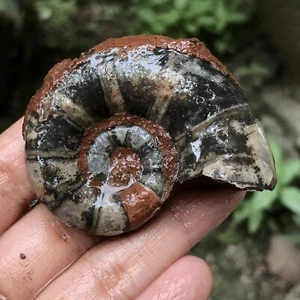 56Gr EXTREMADAMENTE RARO ENTERO AMONITA NEGRA Pérmico Fósil Molusco Timor - Imagen 1 de 13