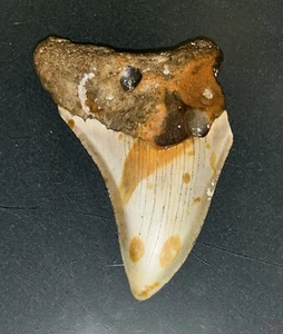 MEGALODON Fossil Giant Shark Teeth All Natural Large 3.6 Dinosaur Tooth OBO - Picture 1 of 3