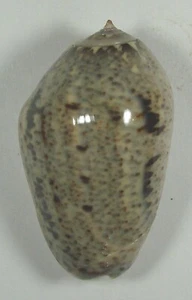 OLIVA INCRASSATA 52.39mm SUPER CHOICE SPECIMEN El Golfo de Santa Clara, Mexico - Picture 1 of 2