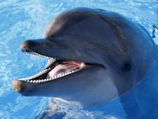 Dolphin Poster Picture Photo Print ocean sea mammal fin blowhole gray 4667