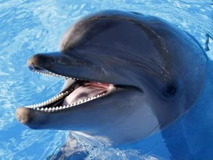 PÓSTER DE DELFÍN FOTO IMPRESIÓN aleta de mamífero marino orificio de soplado gris 4667 - Imagen 1 de 1