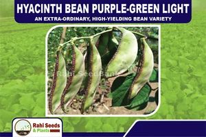 Hyacinth Bean Purple-Green Light - An Extra-Ordinary, High-yielding Bean Variety - Picture 1 of 7