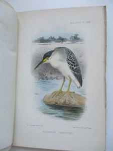 October 1906 THE IBIS Journal of Ornithology HAND COLOURED BIRD PLATE Sclater - Picture 1 of 11