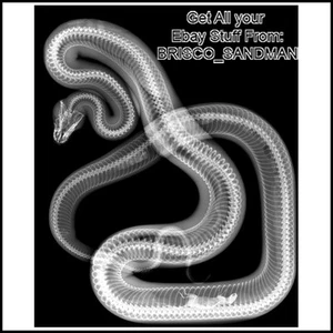 Magnete Frigorifero Divertente Magnete Raggi X-VISIONI: Versione Serpente A Cool Artsy - Foto 1 di 4